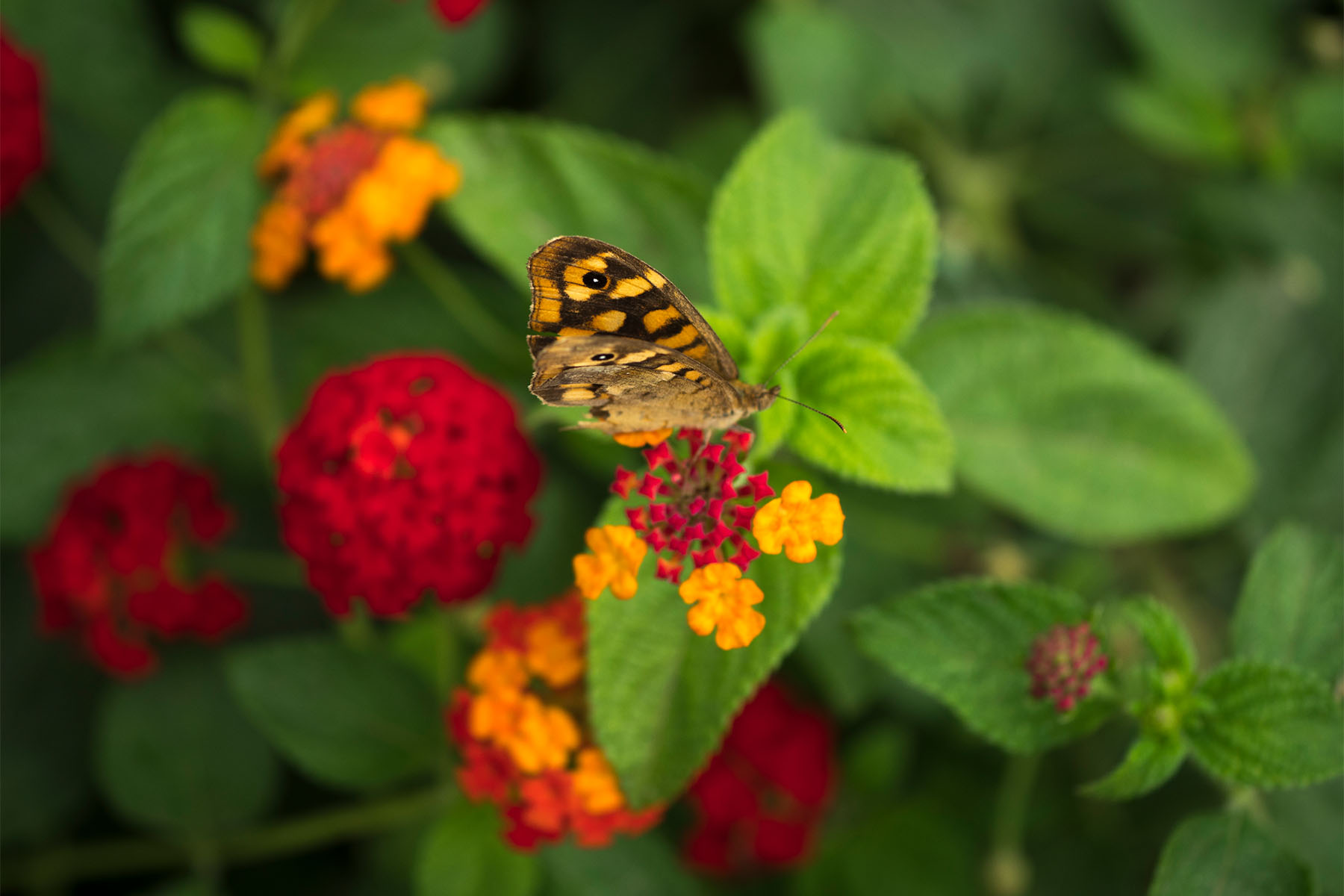 FATTORIA7 Cooperativa Pescatori Tortolì