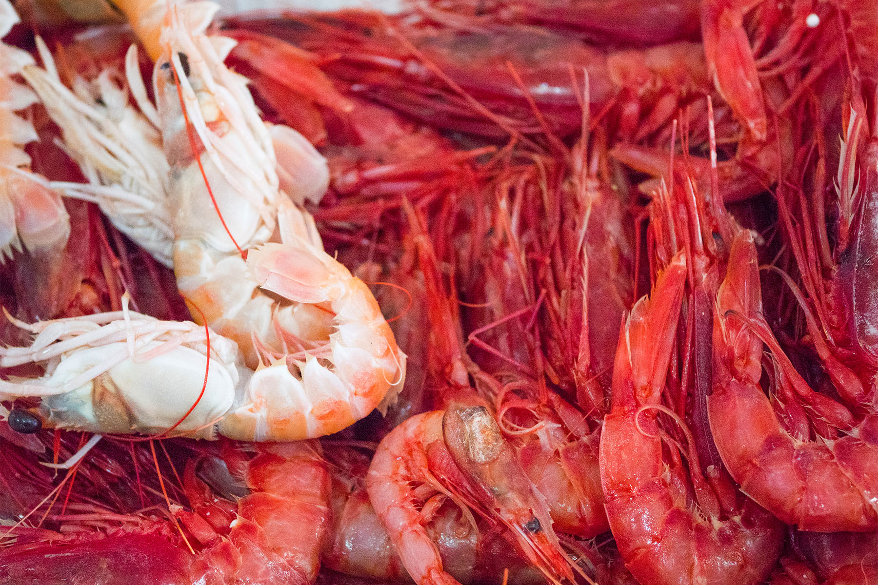 PESCHERIA 3 Cooperativa Pescatori Tortolì