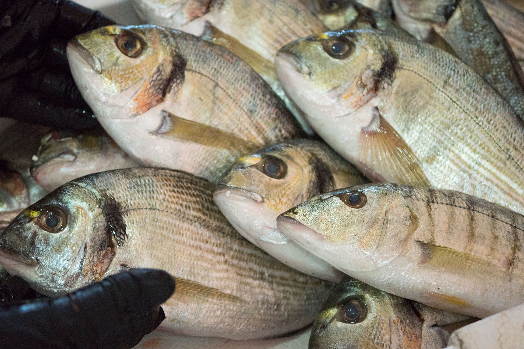 PESCHERIA 43 Cooperativa Pescatori Tortolì
