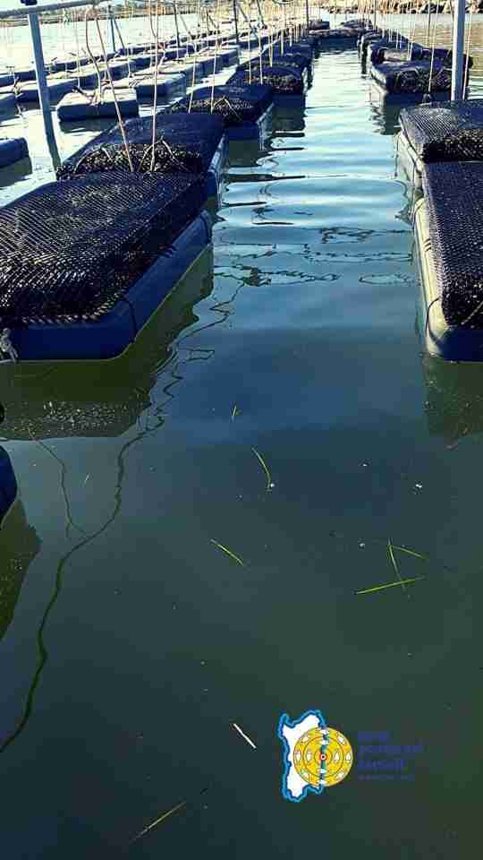 Impianti Ostriche visita guidata 1 1 scaled Cooperativa Pescatori Tortolì