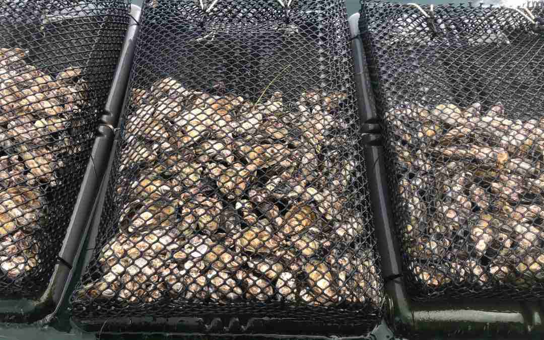 Ostriche: custodi dell'ambiente marino