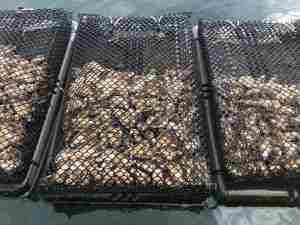 Ostriche: custodi dell'ambiente marino