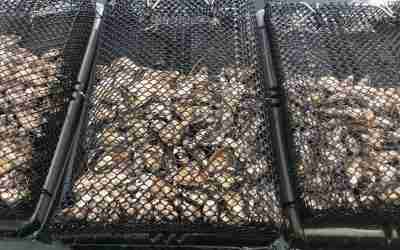 Ostriche: Non Solo Delizia Gastronomica ma anche Eroi Ambientali