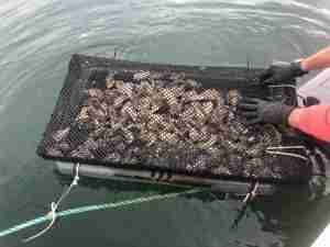 Ostriche fresche della laguna di Tortolì allevate in modo sostenibile