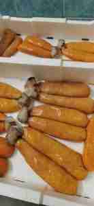 Bottarga Reale d’Ogliastra 1316, prodotto tipico sardo della Cooperativa Pescatori di Tortolì