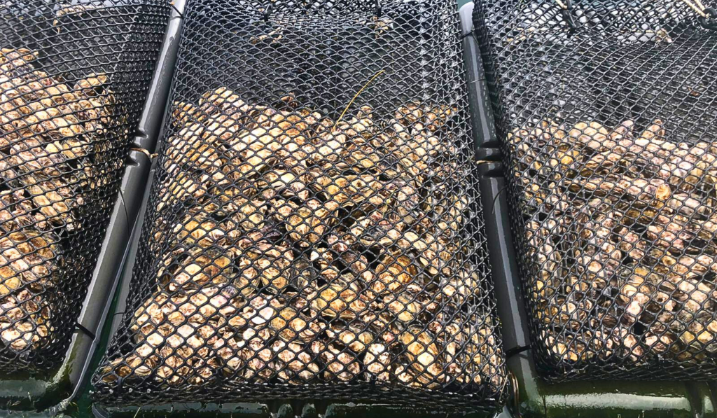 Ostriche Fabrizie Sandalia, coltivate nella laguna di Tortolì, esempio di pesca sostenibile. Cooperativa Pescatori Tortolì 2025